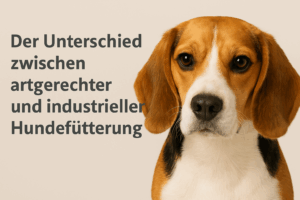 Der Unterschied zwischen artgerechter und industrieller Hundefütterung